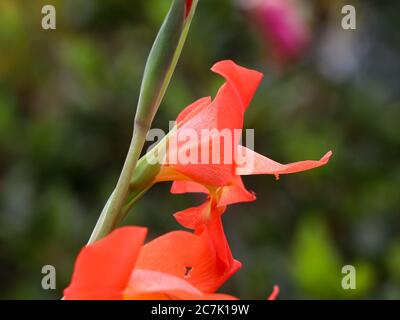 Gros plan de la fleur de gladiola orange dans le jardin Banque D'Images