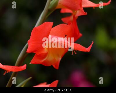 Gros plan de la fleur de gladiola orange dans le jardin Banque D'Images