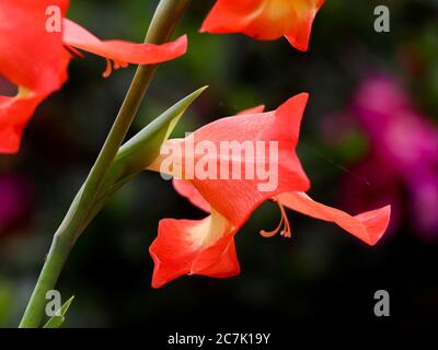 Gros plan de la fleur de gladiola orange dans le jardin Banque D'Images