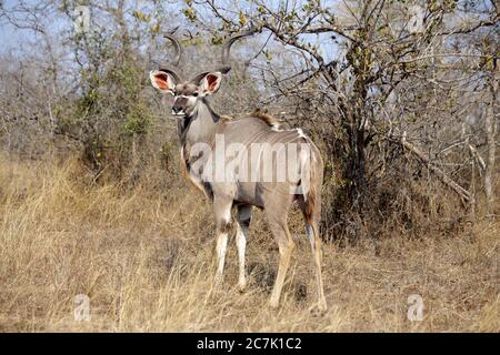 Un babouin en oestrus est soigné par un jeune babouin dans le parc national Kruger, en Afrique du Sud Banque D'Images