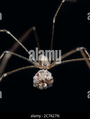 Cave Spider ou Daddy long legs Spider Banque D'Images