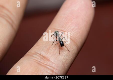 ANT imitant l'araignée Jumping (Myrmarachne japonica) sur une branche Banque D'Images