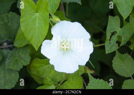 fleurs sauvages blanches cultivées dans des parcs verts Banque D'Images