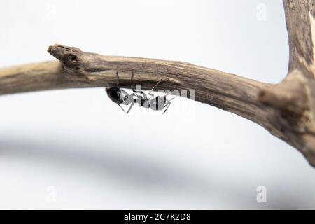 ANT imitant l'araignée Jumping (Myrmarachne japonica) sur une branche Banque D'Images