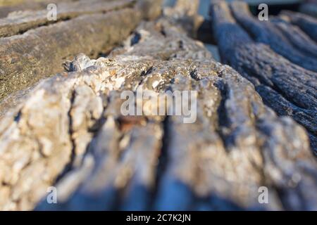 photo en profondeur de l'ancienne bûche de bois coupée Banque D'Images