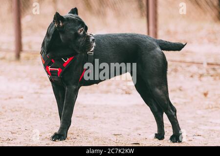 Le chien Corso Black Young Cane porte des vêtements spéciaux assis à l'extérieur. Banque D'Images