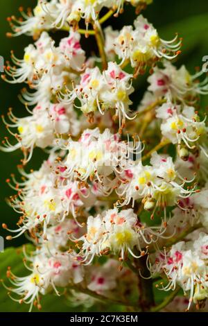 Châtaigne à fleurs, Aesculus hippocastanum Banque D'Images