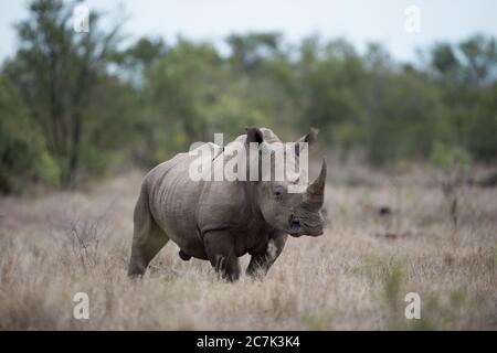 Belle photo d'un rhinocéros africain avec un arrière-plan flou Banque D'Images