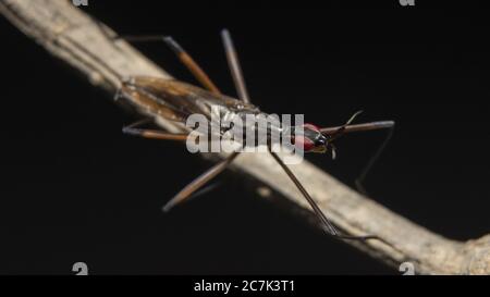 Cactus mouches (Neriidae) sur une branche Banque D'Images