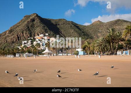 Seagulls sur la plage de Playa de las Teresitas, San Andres, Tenerife, Iles Canaries, Espagne Banque D'Images
