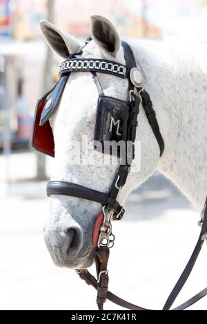 Cheval avec halter, calèche, festival, costume traditionnel, tradition, culture, coutumes, El Puerto de Santa Maria, Andalousie, Espagne, Europe Banque D'Images