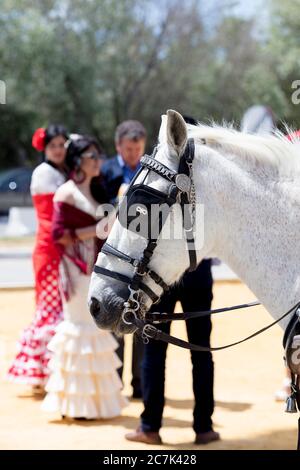 Cheval avec halter, calèche, festival, costume traditionnel, tradition, culture, coutumes, El Puerto de Santa Maria, Andalousie, Espagne, Europe Banque D'Images