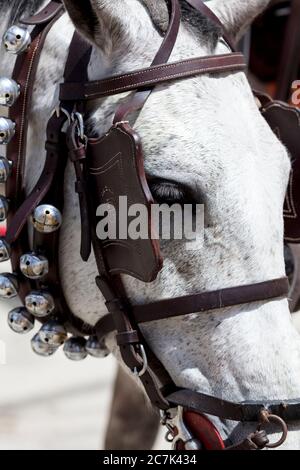 Cheval avec halter, calèche, festival, costume traditionnel, tradition, culture, coutumes, El Puerto de Santa Maria, Andalousie, Espagne, Europe Banque D'Images