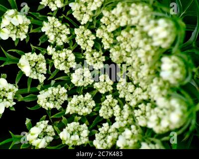 carotte sauvage, fleur avec pistil noir Banque D'Images