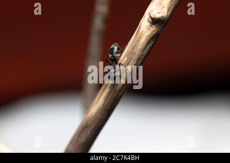 ANT imitant l'araignée Jumping (Myrmarachne japonica) sur une branche Banque D'Images