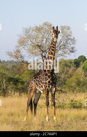 Girafe mâle de couleur foncée (Giraffa camelopardalis) debout seule dans l'herbe dans le parc national Kruger Afrique du Sud Banque D'Images