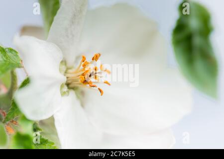 Allemagne, Bavière, Benediktbeuern, fleurs de pomme Banque D'Images