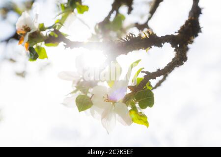 Allemagne, Bavière, Benediktbeuern, fleurs de pomme sur une branche recouverte de mousse Banque D'Images