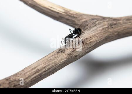 ANT imitant l'araignée Jumping (Myrmarachne japonica) sur une branche Banque D'Images