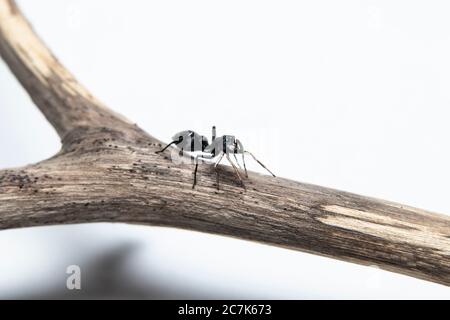 ANT imitant l'araignée Jumping (Myrmarachne japonica) sur une branche Banque D'Images