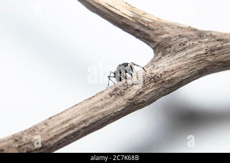 ANT imitant l'araignée Jumping (Myrmarachne japonica) sur une branche Banque D'Images