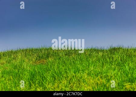 Prairies vertes contre un ciel bleu en été Banque D'Images