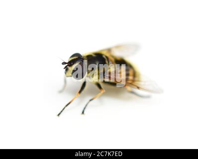 L'aéroglisseur Myathropa florea imite la guêpe isolée sur fond blanc Banque D'Images