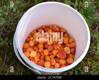 Seau avec des mûres de couleur orange fraîchement cueillies Rubus chamaemorus dans la forêt Banque D'Images