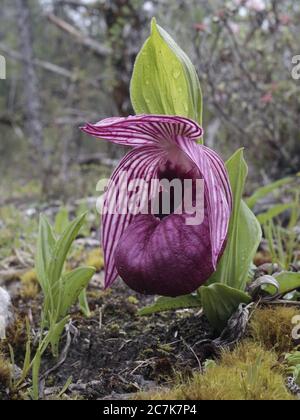 Orchidée pantoufle (Cypripedium tibeticum), plante unique, en pâturage à 4 000 mètres, réserve naturelle nationale de Wanglang, Sichuan Chine mai 2019 Banque D'Images
