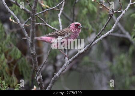 Rosefinch chinois à sourcils blancs (Carpodacus thura), homme adulte, vue latérale, réserve naturelle nationale de Wanglang, Sichuan, Chine Mai 2019 Banque D'Images