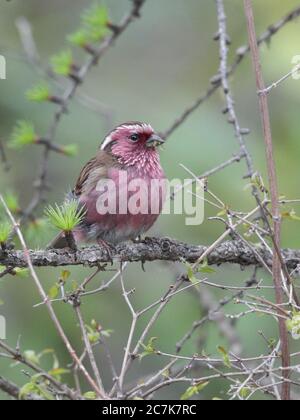 Rosefinch chinois à sourcils blancs (Carpodacus thura), mâle adulte, vue de face, réserve naturelle nationale de Wanglang, Sichuan, Chine mai 2019 Banque D'Images