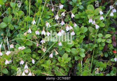 Gros plan de Linnaea borealis, communément appelé twinflower Banque D'Images