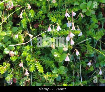 Gros plan de Linnaea borealis, communément appelé twinflower Banque D'Images