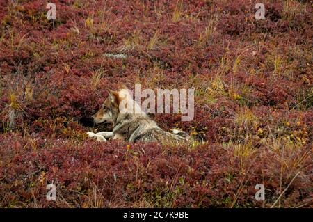 Un loup gris sauvage (Canis lupus) qui se repose dans la toundra d'automne colorée du parc national Denali, en Alaska. Banque D'Images