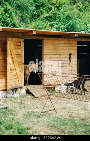 Une chèvre sort d'un enclos dans une ferme de chèvres. Banque D'Images