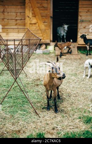 La chèvre se grise dans la cour de la ferme de chèvres. Banque D'Images