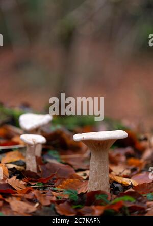 Champignons sauvages entonnoir trooping dans le bois de hêtre de Cotswold, Gloucestershire Banque D'Images