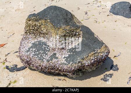 Falaises de granit noir couvertes de petites coquilles, Plage d'Andilana, île de Nosy Bé, Madagascar, Afrique, Océan Indien Banque D'Images