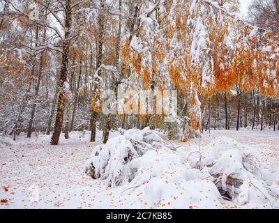 Première neige dans la forêt. Arbres couverts de neige dans le bois. Feuilles tombées Banque D'Images