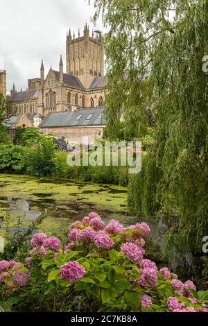 Vue sur la cathédrale de Wells depuis les jardins du Palais des évêques, Wells, Somerset, Angleterre, Royaume-Uni Banque D'Images