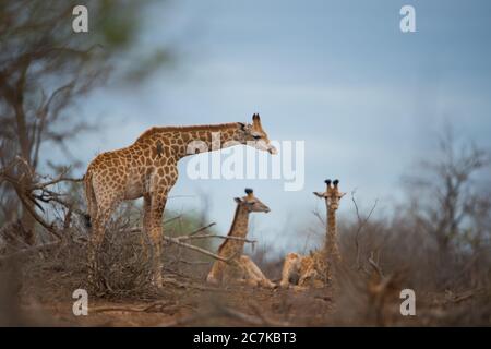 Belle photo de trois girafes reposant sur le sol Banque D'Images