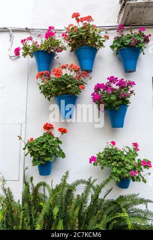 Des pots bleus de géraniums décorent le mur blanchi à la chaux d'un bâtiment dans la pittoresque Callejón de las Flores de Cordoue Banque D'Images