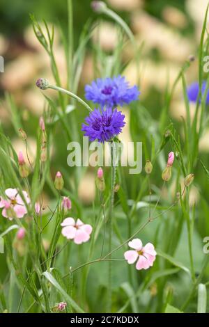 Gros plan de fleurs de maïs bleues fleuries dans un jardin de chalet de fleurs sauvages à la frontière du Royaume-Uni en juillet Banque D'Images