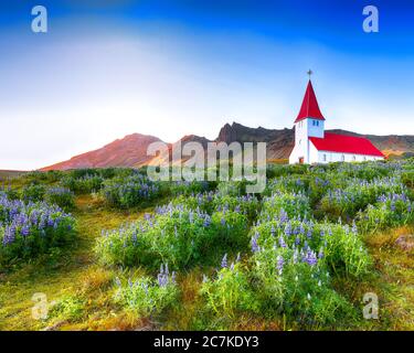 Vue splendide sur l'église chrétienne de Vikurkirkja en fleurs lupin. Image pittoresque de la destination touristique la plus populaire. Emplacement: Village de Vik Banque D'Images