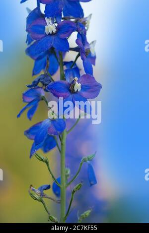 Fontaine magique de Delphinium dans le jardin. Collection de delphinium double fleur bleue Banque D'Images