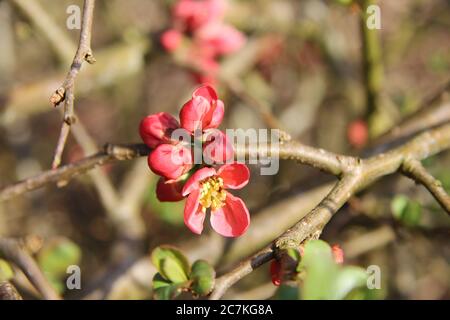 Gros plan de Chaenomeles Superba fleurit sur un arrière-plan flou Banque D'Images