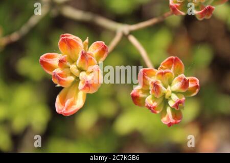 Gros plan de fleurs d'Azalea sur un arrière-plan flou Banque D'Images