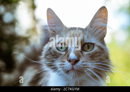 Gros plan d'un chat tabby sous la lumière du soleil avec de la verdure sur l'arrière-plan flou Banque D'Images