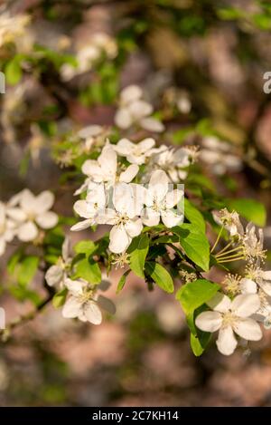 Apple Blossoms Banque D'Images