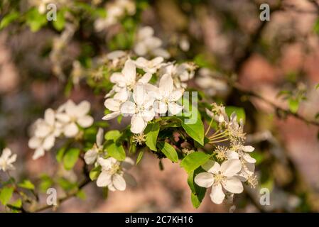 Apple Blossoms Banque D'Images